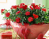 Pot roses (Rosa chinensis)