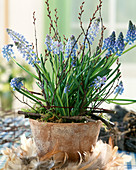 Muscari armeriacum (grape hyacinth) with feather wreath