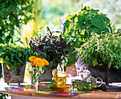 Melissa (lemon balm), Salvia purpurea S. dorisiana)