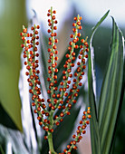 Areca catechu (betel palm)
