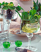 Pistia in glass (water salad), Eichhornia crassipes