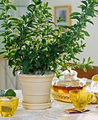 Stevia rebaudiana (sweet herb), sugar substitute