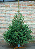 Picea abies (red spruce) as a Christmas tree