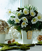 Bouquet of Helleborus hellebores, Pinus silk pine, Moss stars, Cupressus