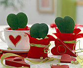 Heart-shaped Hoya (wax flower) in felt-covered cups