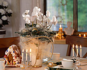 Christmas table decoration with cyclamen persicum, sisal