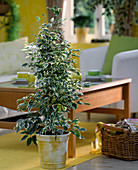 Ficus benjamina 'Variegata'