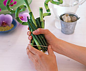 Arrangement with lucky bamboo (Dracaena)