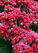 Kalanchoe blossfeldiana, blooming pink