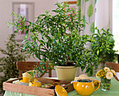 Tea herb, Aloysia triphylla
