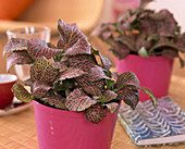 Fittonia verschaffeltii