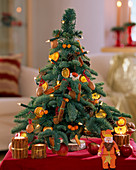 Christmas tree from tied Abies procera with hanging citrus