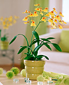 Oncidium flexuosum (orchid)