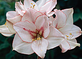 Hippeastrum 'Showmaster'