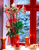 Hippeastrum-Amaryllis adventlich geschmückt am Fenster