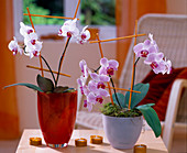 Phalaenopsis (Malayan flower)