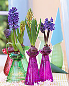 Hyacinthus orientalis (blue and pink hyacinth) on glasses