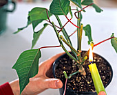 Further cultivation of Euphorbia pulcherrima (Poinsettia)