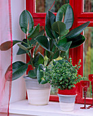 Ficus elastica 'Decora', Ficus pumila 'Sunny', Ficus exotica 'Barok'