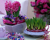 Hyacinthus (hyacinth), Crocus 'tricolor' (crocus), muscari