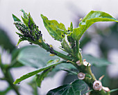 Aphids on the shoots of Hibiscus sinensis (Zimmerhibiscus)