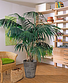 Howea forsteriana (Kentia palm)