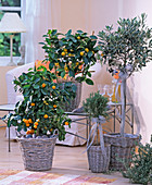 Citrus mitis (bitter orange, Olea europaea (olive tree)