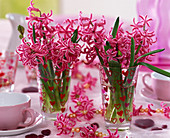 Hyacinthus orientalis (pink hyacinth) in glasses with hearts