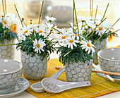 Chrysanthemum frutescens (Marguerite) decorated asian style