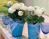 Ranunculus 'Bloomingdale' (ranunculus) in blue glass pots