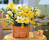 Narcissus (large-flowered, small-flowered and orchid flowers)