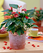 Anthurium andreanum 'Silence' (flamingo flower) in glass pot