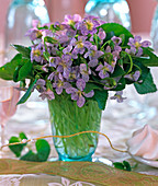 Viola sororia 'Freckles' (Pentecost violets)