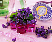 Viola odorata / Duftveilchen, Kerzenhalter als Vase