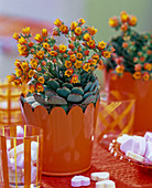 Echeveria herbergii (Echeverie) in orange tin pot