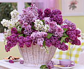 Syringa vulgaris (lilac bouquet in basket)