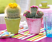 Parodia (ball cactus), Mammillaria (wart cactus)