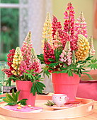 Lupinus polyphyllus 'Camelot' (Lupine) in pink pots