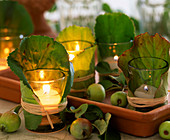 Lanterns with Bergenia foliage, Malus