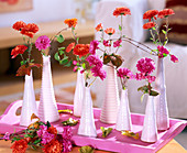 Chrysanthemum / Chrysanthemen in weißen Vasen auf rosa Tablett