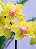 Phalaenopsis (Malayan flower)