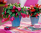 Schlumbergera (Christmas cactus) Pink and red