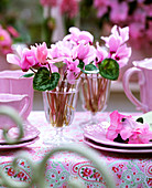 Cyclamen (cyclamen) in glasses