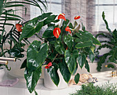 Anthurium andreanum