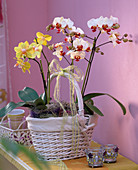 Phalaenopsis (butterfly orchid) in yellow and white-red