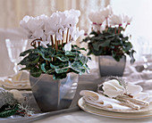 Cyclamen (cyclamen) white