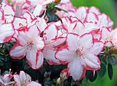 Rhododendron simsii 'Sachsenstern' (Zimmerazalee)