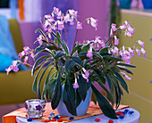 Streptocarpus-Hybride (Drehfrucht)