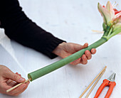 Hippeastrum with wooden stick