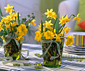 Narcissus 'Tete a Tete' (daffodil)